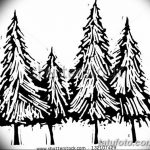 снимка Скици на татуировка смърч от 23.04.2018 №161 - Скици на татуировка смърч -