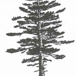 снимка Скици на татуировка смърч от 23.04.2018 №165 - Скици на татуировка смърч -