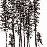 снимка Скици на татуировка смърч от 23.04.2018 №166 - Скици на татуировка смърч -