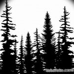 снимка Скици на татуировка смърч от 23.04.2018 №167 - Скици на татуировка смърч - 25623424 346345