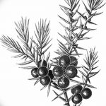 снимка Скици на татуировка смърч от 23.04.2018 №007 - Скици на татуировка смърч -