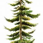 снимка Скици на татуировка смърч от 23.04.2018 №008 - Скици на татуировка смърч -