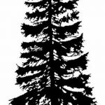 снимка Скици на татуировка смърч от 23.04.2018 №009 - Скици на татуировка смърч -