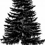 снимка Скици на татуировка смърч от 23.04.2018 №011 - Скици на татуировка смърч -