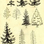 снимка Скици на татуировка смърч от 23.04.2018 №016 - Скици на татуировка смърч -