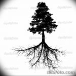 снимка Скици на татуировка смърч от 23.04.2018 №021 - Скици на татуировка смърч -