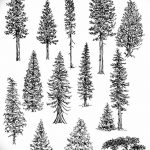 снимка Скици на татуировка смърч от 23.04.2018 №023 - Скици на татуировка смърч -