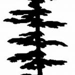 снимка Скици на татуировка смърч от 23.04.2018 №024 - Скици на татуировка смърч -