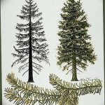 снимка Скици на татуировка смърч от 23.04.2018 №025 - Скици на татуировка смърч -