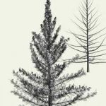 снимка Скици на татуировка смърч от 23.04.2018 №029 - Скици на татуировка смърч -