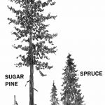 снимка Скици на татуировка смърч от 23.04.2018 №030 - Скици на татуировка смърч -