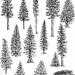 снимка Скици на татуировка смърч от 23.04.2018 №031 - Скици на татуировка смърч -