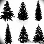 снимка Скици на татуировка смърч от 23.04.2018 №032 - Скици на татуировка смърч -