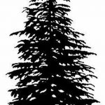 снимка Скици на татуировка смърч от 23.04.2018 №038 - Скици на татуировка смърч -