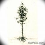 снимка Скици на татуировка смърч от 23.04.2018 №039 - Скици на татуировка смърч -