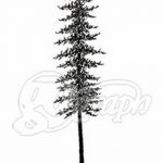 снимка Скици на татуировка смърч от 23.04.2018 №041 - Скици на татуировка смърч -