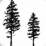 снимка Скици на татуировка смърч от 23.04.2018 №042 - Скици на татуировка смърч -