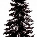 снимка Скици на татуировка смърч от 23.04.2018 №044 - Скици на татуировка смърч -