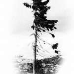 снимка Скици на татуировка смърч от 23.04.2018 №045 - Скици на татуировка смърч -