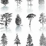 снимка Скици на татуировка смърч от 23.04.2018 №046 - Скици на татуировка смърч -