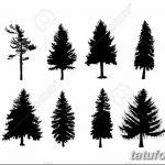 снимка Скици на татуировка смърч от 23.04.2018 №055 - Скици на татуировка смърч - 36345367