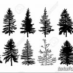 снимка Скици на татуировка смърч от 23.04.2018 №055 - Скици на татуировка смърч - 36345367 36345