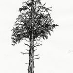 снимка Скици на татуировка смърч от 23.04.2018 №058 - Скици на татуировка смърч -