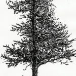 снимка Скици на татуировка смърч от 23.04.2018 №059 - Скици на татуировка смърч -