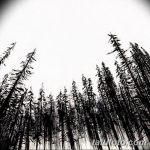 снимка Скици на татуировка смърч от 23.04.2018 №061 - Скици на татуировка смърч -