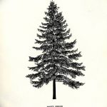 снимка Скици на татуировка смърч от 23.04.2018 №064 - Скици на татуировка смърч -