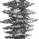 снимка Скици на татуировка смърч от 23.04.2018 №067 - Скици на татуировка смърч -