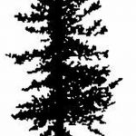 снимка Скици на татуировка смърч от 23.04.2018 №069 - Скици на татуировка смърч -