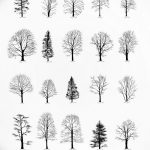 снимка Скици на татуировка смърч от 23.04.2018 №074 - Скици на татуировка смърч -