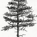 снимка Скици на татуировка смърч от 23.04.2018 №078 - Скици на татуировка смърч -