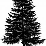 снимка Скици на татуировка смърч от 23.04.2018 №079 - Скици на татуировка смърч -