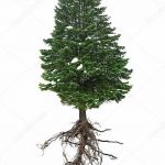 снимка Скици на татуировка смърч от 23.04.2018 №087 - Скици на татуировка смърч -