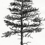 снимка Скици на татуировка смърч от 23.04.2018 №090 - Скици на татуировка смърч -