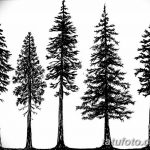 снимка Скици на татуировка смърч от 23.04.2018 №095 - Скици на татуировка смърч -