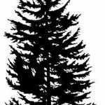 снимка Скици на татуировка смърч от 23.04.2018 №096 - Скици на татуировка смърч -