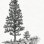 снимка Скици на татуировка смърч от 23.04.2018 №100 - Скици на татуировка смърч -