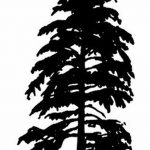 снимка Скици на татуировка смърч от 23.04.2018 №101 - Скици на татуировка смърч -