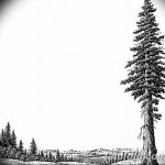 снимка Скици на татуировка смърч от 23.04.2018 №104 - Скици на татуировка смърч -