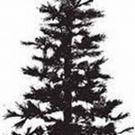 снимка Скици на татуировка смърч от 23.04.2018 №111 - Скици на татуировка смърч -