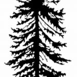 снимка Скици на татуировка смърч от 23.04.2018 №112 - Скици на татуировка смърч -