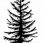 снимка Скици на татуировка смърч от 23.04.2018 №114 - Скици на татуировка смърч -