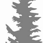 снимка Скици на татуировка смърч от 23.04.2018 №116 - Скици на татуировка смърч -