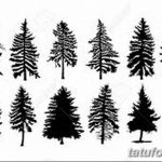 снимка Скици на татуировка смърч от 23.04.2018 №119 - Скици на татуировка смърч -