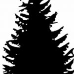 снимка Скици на татуировка смърч от 23.04.2018 №122 - Скици на татуировка смърч -