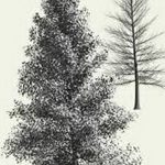 снимка Скици на татуировка смърч от 23.04.2018 №123 - Скици на татуировка смърч -