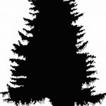 снимка Скици на татуировка смърч от 23.04.2018 №124 - Скици на татуировка смърч -